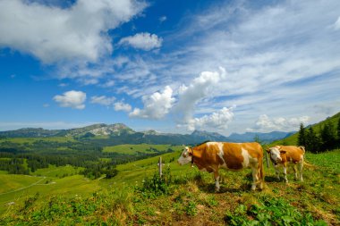 Küçük inek sürüsü otlatmak alpin çayır
