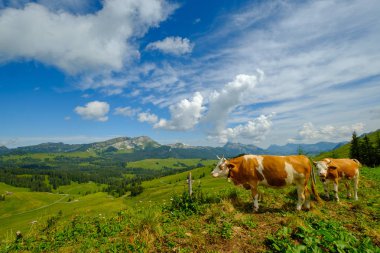 Küçük inek sürüsü otlatmak alpin çayır