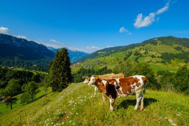 Küçük inek sürüsü otlatmak alpin çayır