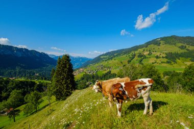 Küçük inek sürüsü otlatmak alpin çayır