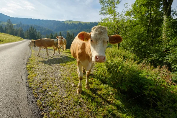 Коровы запрудили горную дорогу в швейцарских горах — стоковое фото