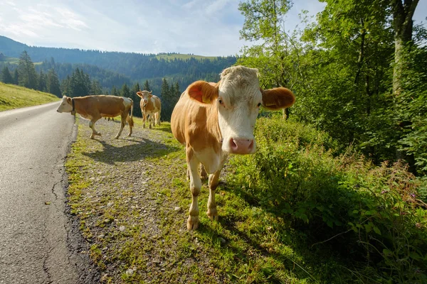 牛せき止めスイスの山々 で山の道 — ストック写真