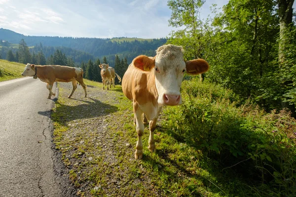 İnekler İsviçre dağ dağ Road'da dammed — Stok fotoğraf