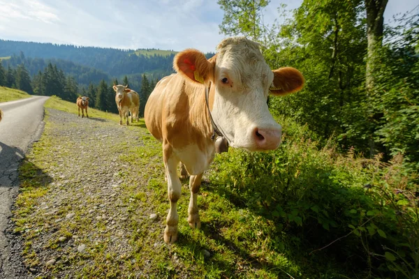Коровы запрудили горную дорогу в швейцарских горах — стоковое фото