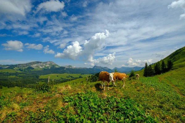 Küçük inek sürüsü otlatmak alpin çayır — Stok fotoğraf