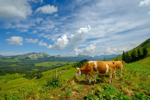 Pequeña manada de vacas pastan en el prado alpino — Foto de Stock