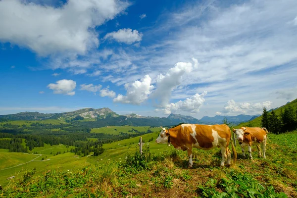 Un petit troupeau de vaches paissent dans la prairie alpine — Photo