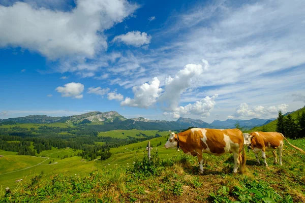 Pequeña manada de vacas pastan en el prado alpino — Foto de Stock