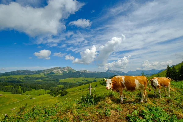 Un petit troupeau de vaches paissent dans la prairie alpine — Photo