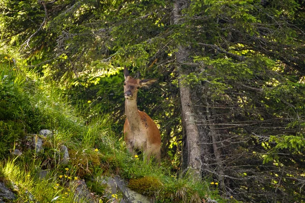青年鹿在斜坡在瑞士山 — 图库照片