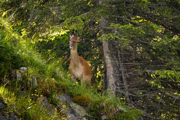 Junge Hirsche am Hang in den Schweizer Bergen — Stockfoto