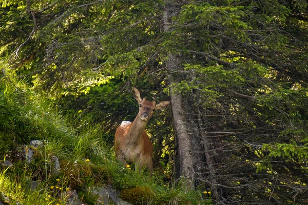 Junge Hirsche am Hang in den Schweizer Bergen — Stockfoto