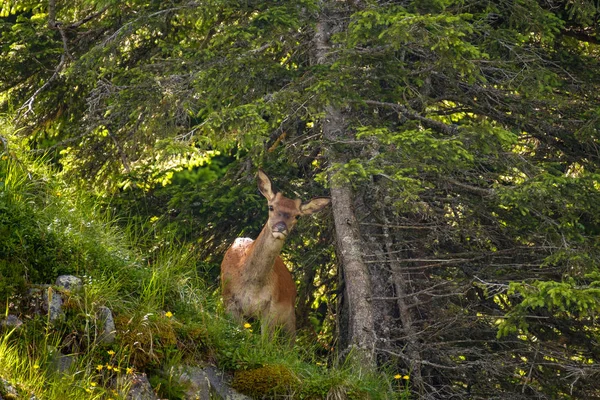 スイスの山の斜面から Yound 鹿 — ストック写真