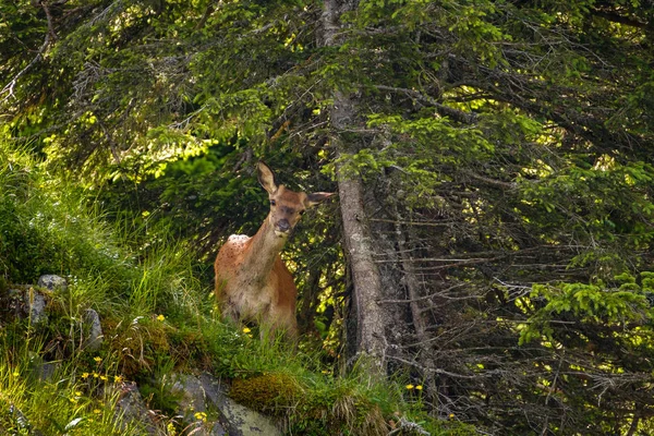 スイスの山の斜面から Yound 鹿 — ストック写真