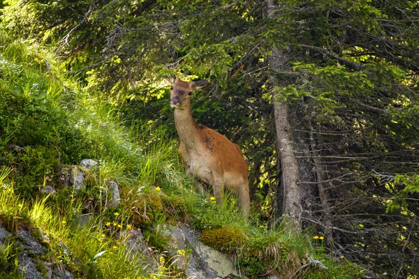 スイスの山の斜面から Yound 鹿 — ストック写真