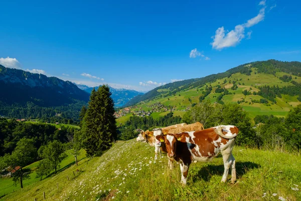 Pequeña manada de vacas pastan en el prado alpino — Foto de Stock