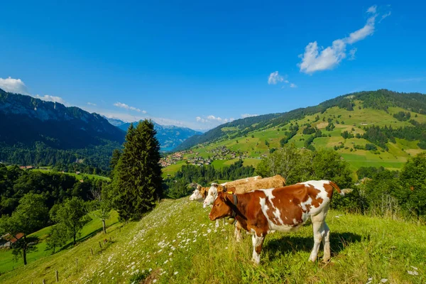 Pequeña manada de vacas pastan en el prado alpino — Foto de Stock