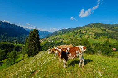 Küçük inek sürüsü otlatmak alpin çayır