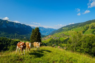 Küçük inek sürüsü otlatmak alpin çayır