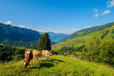 Küçük inek sürüsü otlatmak alpin çayır