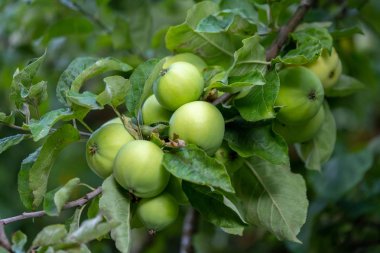 Tipik İsviçre ahşap ev windows