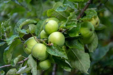 Tipik İsviçre ahşap ev windows