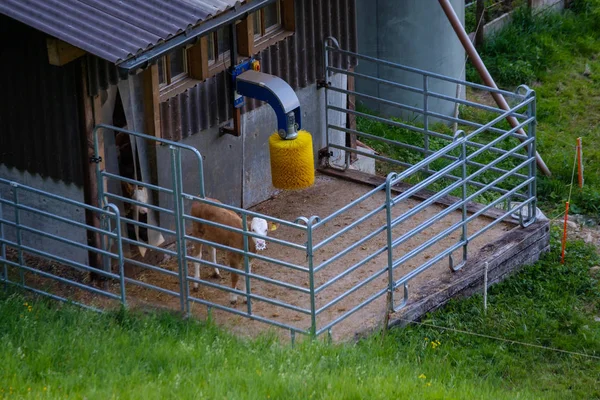 洗濯の準備をしてスイスの農場で牛 — ストック写真