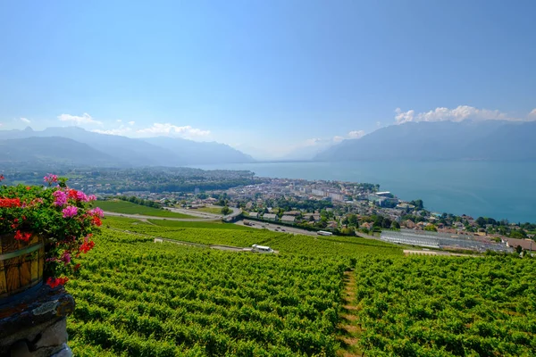 Widok z góry na winnice w pobliżu Vevey nad jeziorem Genewskim — Zdjęcie stockowe