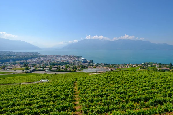 Pohled shora na vinice u Vevey u Ženevského jezera — Stock fotografie