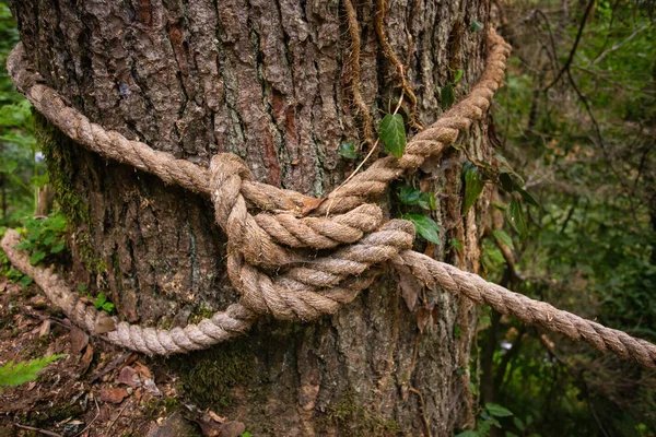 Rope knot on the tree — Stock Photo, Image