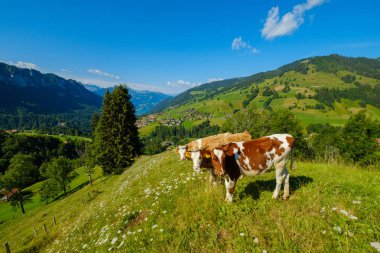Küçük inek sürüsü otlatmak alpin çayır
