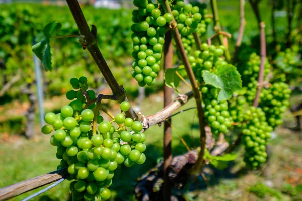 Uvas blancas maduras en el viñedo — Foto de Stock