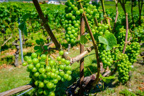 Uvas blancas maduras en el viñedo — Foto de Stock