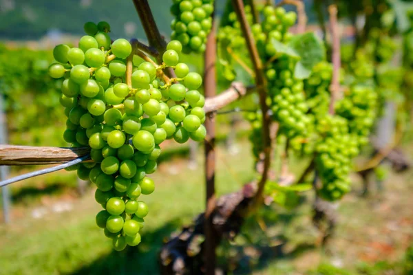 Dojrzałe winogrona białe w winnicy — Zdjęcie stockowe