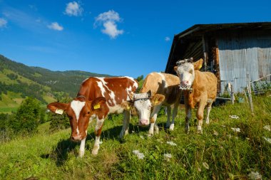 Küçük inek sürüsü otlatmak alpin çayır
