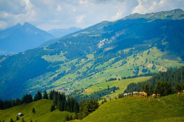 Küçük bir dağ mera üzerinde otlatma inek sürüsü