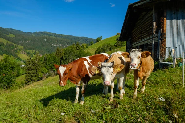 高山の牧草地で放牧する牛の小さい群れ — ストック写真