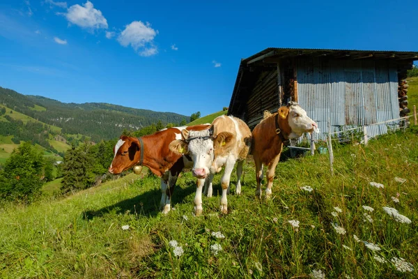 Un petit troupeau de vaches paissent dans la prairie alpine — Photo