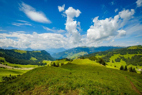 Malé Stádo Krav Pasoucích Horské Pastviny Švýcarsku — Stock fotografie