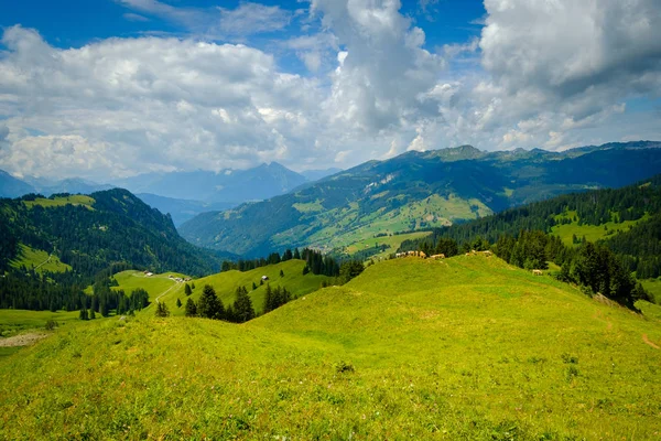 Petit troupeau de vaches broutant sur un pâturage de montagne — Photo