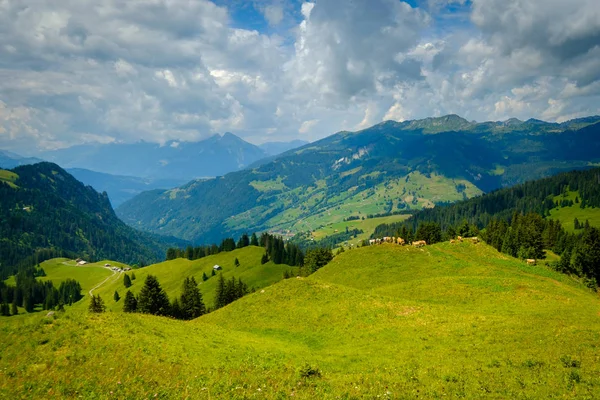 Petit troupeau de vaches broutant sur un pâturage de montagne — Photo