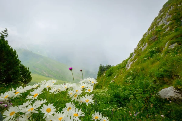 Typische Sommerberge Schweizer Landschaft — Stockfoto