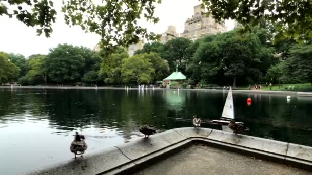 İnsanlar yazın gündüzleri Manhattan 'daki Central Park' ı ziyaret eder. — Stok video