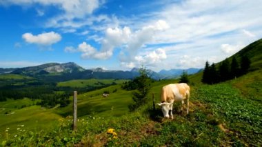 Alp çayırda otlatma inek
