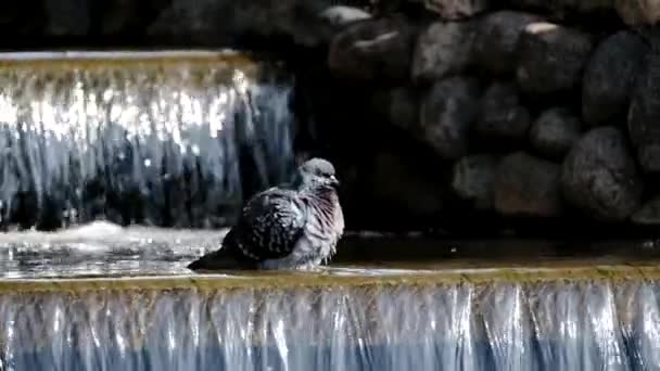 Dove bathes in a creek — Stock Video