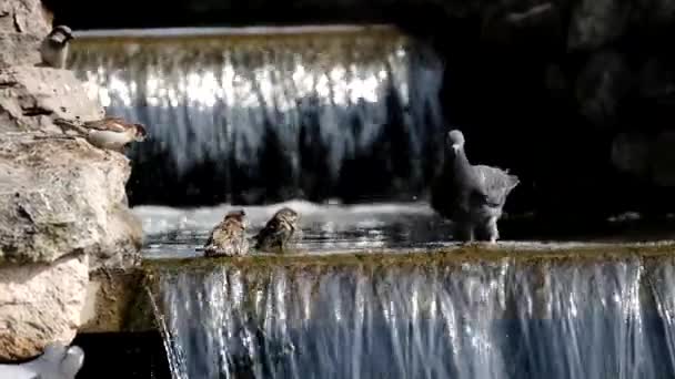 Dove fürdő egy patak — Stock videók