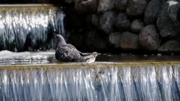 Dove bathes in a creek — Stock Video