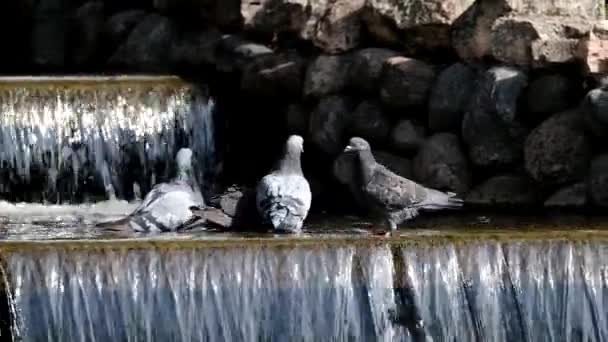 Dove bathes in a creek — Stock Video