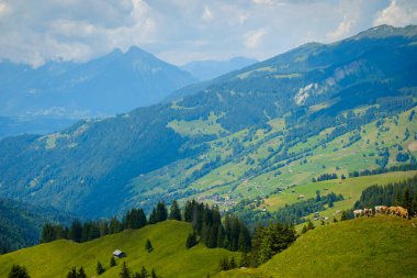 Küçük bir dağ mera üzerinde otlatma inek sürüsü