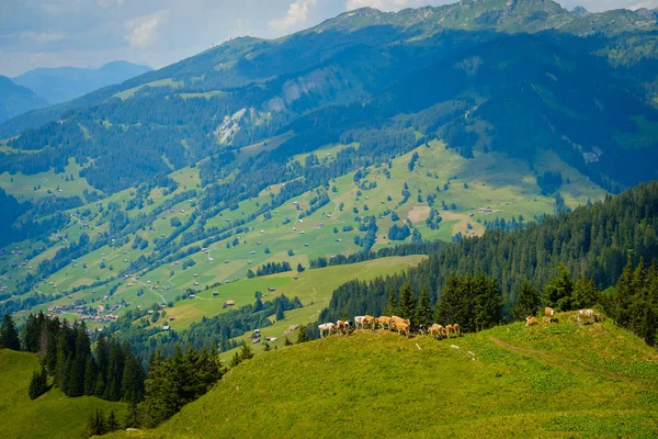 Pequeño rebaño de vacas pastando en un pastizal de montaña — Foto de Stock